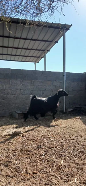 شاه عمرها ثلاث سنوات أمورها طيبه السمنه زينه كل شي صاحي فيها