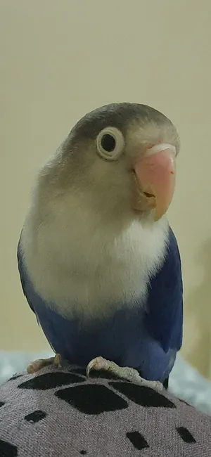 طيور love bird للبيع