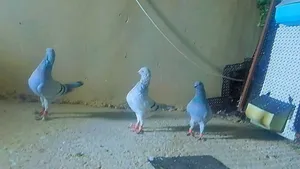 جوزين كنقات بواز