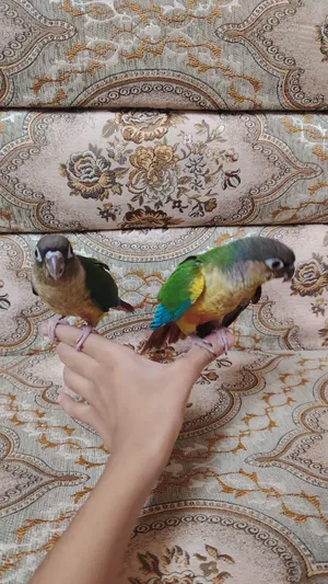 سلام عليكم زوج كنويرات للبيع اليفات طينه من تصيحه يجيك لعوب