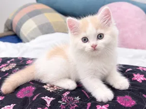 FOR SALE PERSIAN MALE KITTENS
