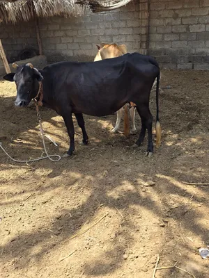 بقره تهجين عشار زاهبه تحدر تو باديه تحدر ب440ريال قابل
