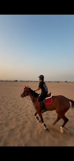 Endurance horse