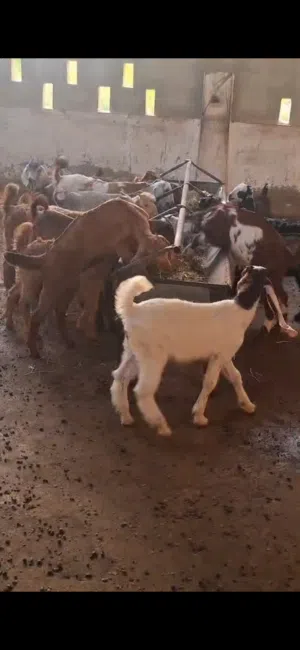 ياقوته ابوظبي