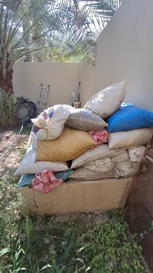 نفيعة مواشي