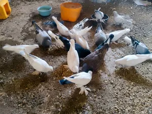 متوفر حمام للبيع