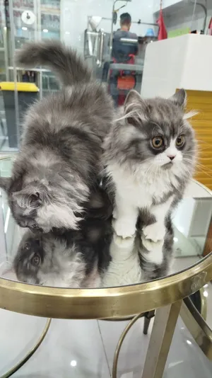 قط  سيرازي