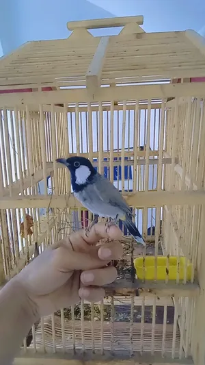 السلام عليكم بلبل ربه تابع الوصف جوه