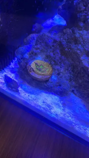 Corals for sale مرجان للبيع المستعجل