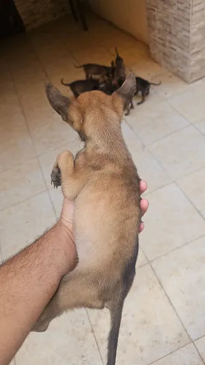 جرو مالينو 3 شهور