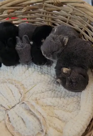 Dwarf rabbits أرانب قزم