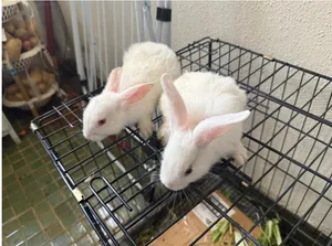 Rabbbit and Guinea Pigs for sale