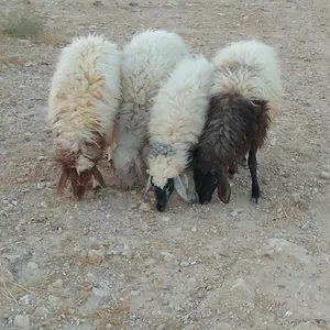 عبر عمر 8 اشهر
