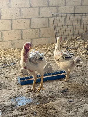 دجاج فارسي للبيع