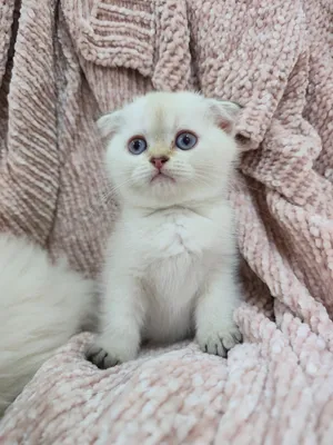 2 months old Scottish fold kittens