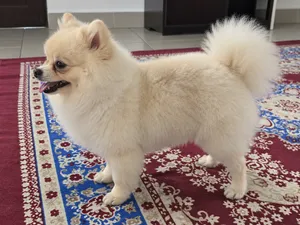 Female Pomeranian Puppy