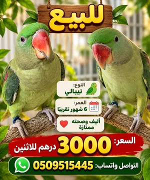 بغبغاء نيبالي 2