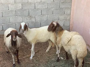 نعجه ربي يبارك توميه