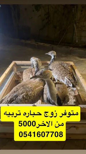 حباره للبيع