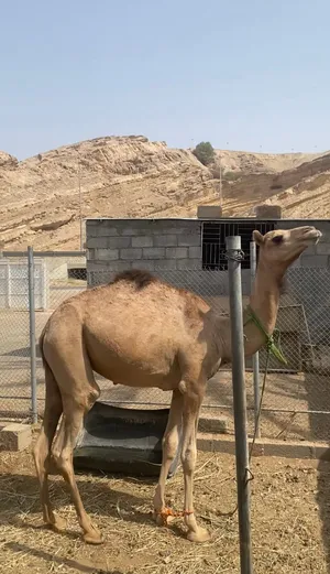 قعود محلي ماشاءالله سمين