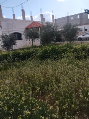 بيت مساحة دونم في المفرق كاش فقط كاش