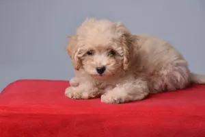 بودل انثى female poodle 4000A E d