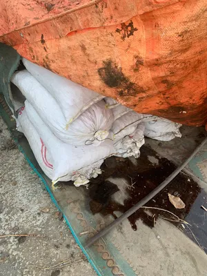 سح نفيعة جواني ابودله