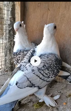 يالله سلام عليكم نثايه ثنين جاهزات قفلهن 30 بكاني بصره