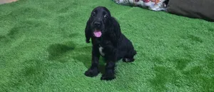 Adorable Cocker Spaniel puppy Looking for a new home!