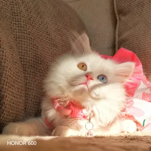 شيرازي لونج هير بعيون مختلفة جميلة جدا