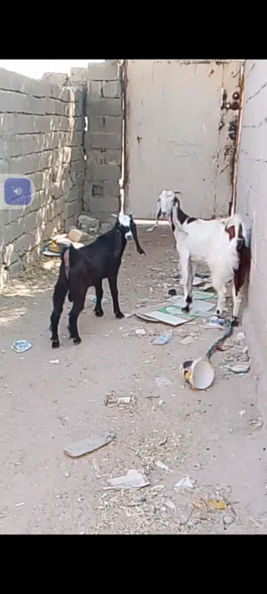 صخله شاميه الول بطن امبدله سنين ابنهه ابكدهه اسمان كلش قافلات من الحم على قول راعيهه عليهه شهر وانص