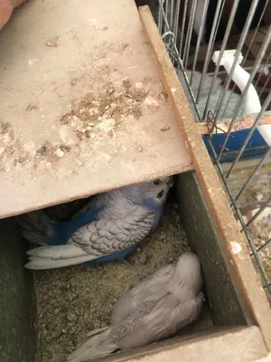 طيور جوز كناري + جوز حب + فراخ جنة + فرخ حب