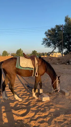 حصان للبيع عمره سنتين و 7 شهوره