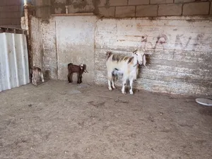 بسم الله الرحمن الرحيم