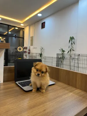 Pamernain puppy