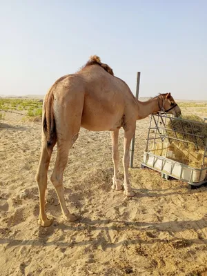 قعود للبيع بوه شاهين الوثبه عمره سنتين و ثلاث شهور