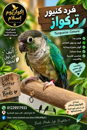 كونيور هادئ جدا أمن مع الاطفال لايوجد عض نهائي تركواز لعبي ذكي جدا بيقف علي الايد مفيش عض نهائي متوا