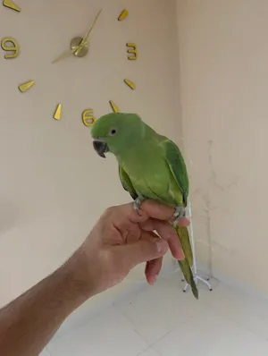 بغبغاء متوه اخضر