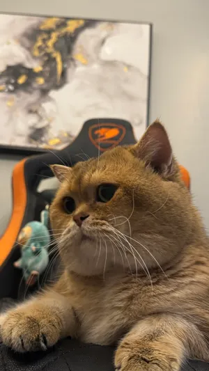 للبيع بسبب كثرة القطط عندي