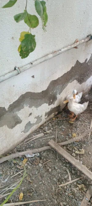 بط بحالة ممتازة وأمورهن طيبة