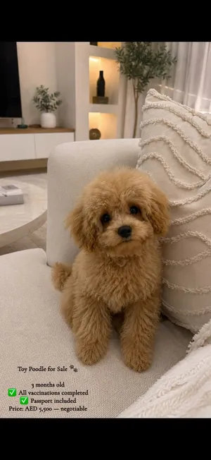 poodle dog