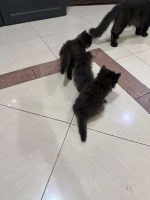 Serbian kitten's