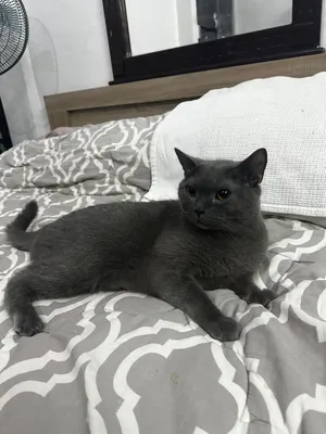 Russian Blue hypoallergenic male riyadh