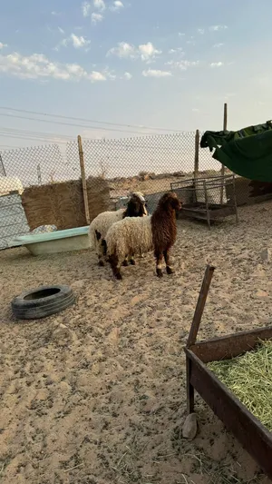ذبايح نعيم