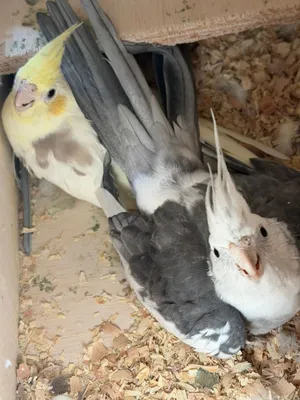 للبيع زوج كوكتيل ينتجون فروخ
