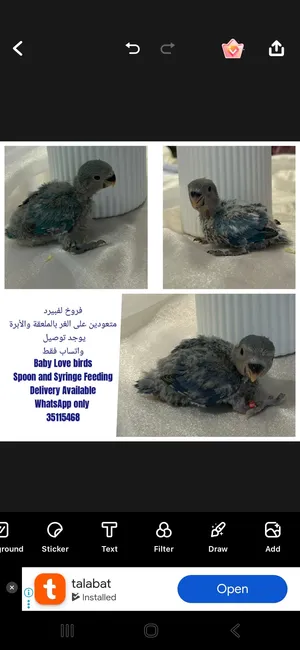 فروخ لفبيرد غر baby lovebirds