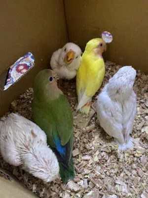 غندور ابيض زق