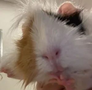 خنزير غيني (Guinea pig)