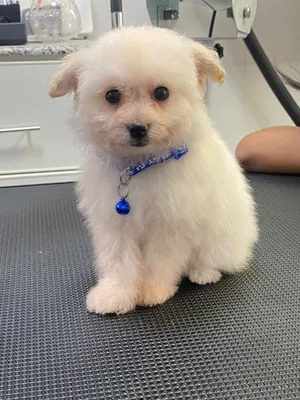 Pomapoo Male 2months old