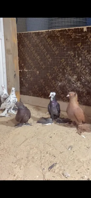 للبيع حمام زينه شي طيب